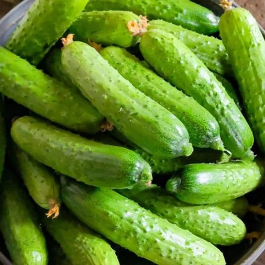 Homemade Pickles Cucumber Seeds