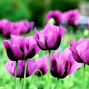 'Hungarian Blue' Poppy Seeds