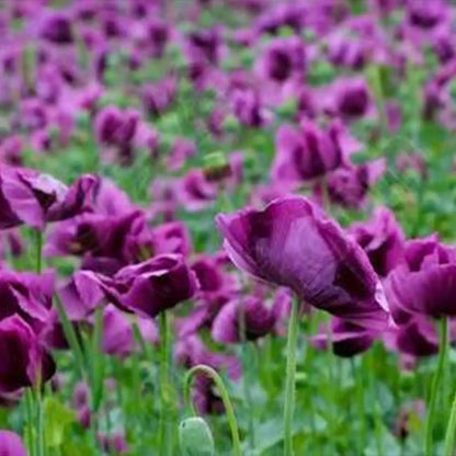 'Hungarian Blue' Poppy Seeds