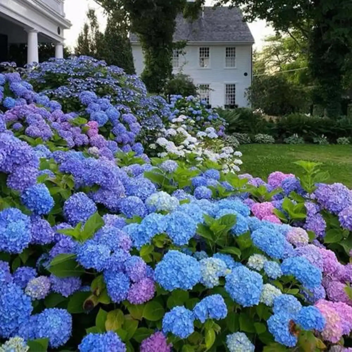 Hydrangea Seeds Mix - Blue Pink Purple Perennial