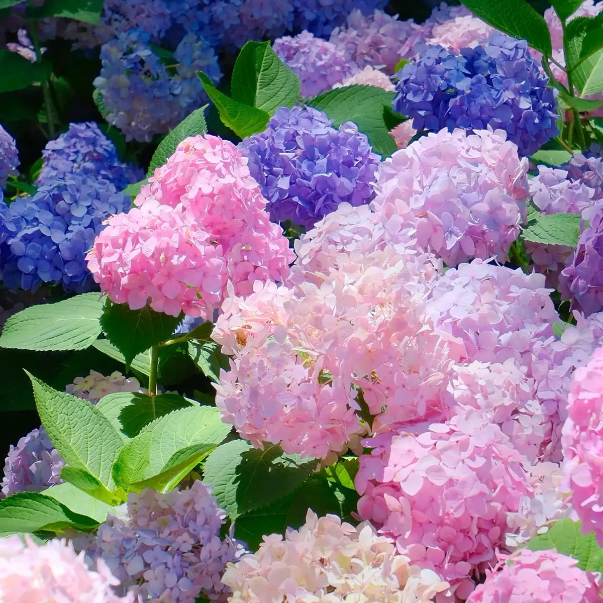 Hydrangea Seeds Mix - Blue Pink Purple Perennial