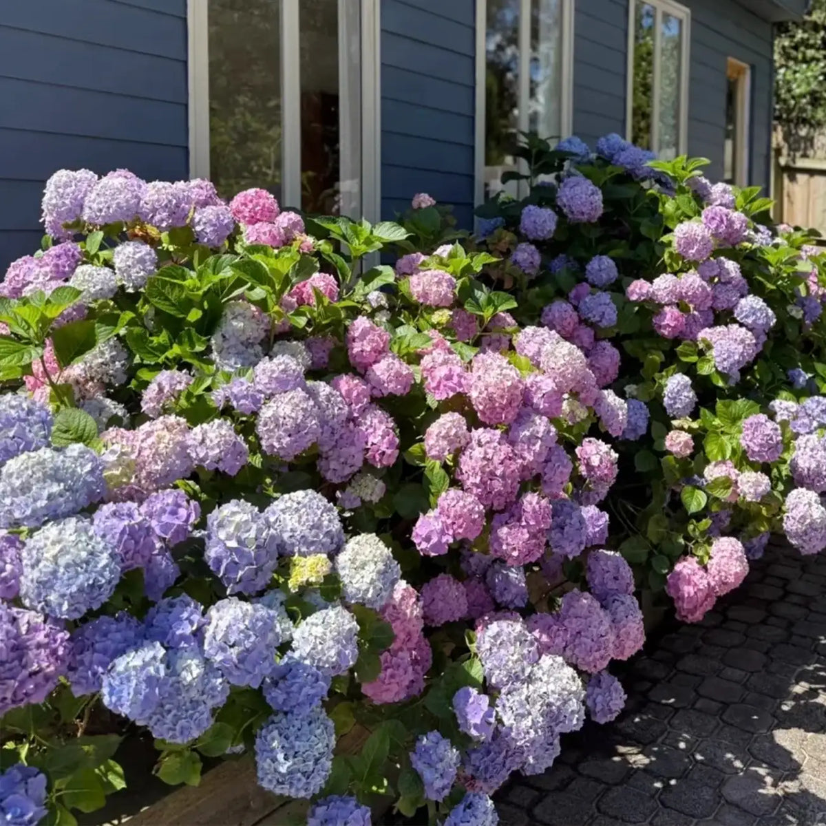 Hydrangea Seeds Mix - Blue Pink Purple Perennial