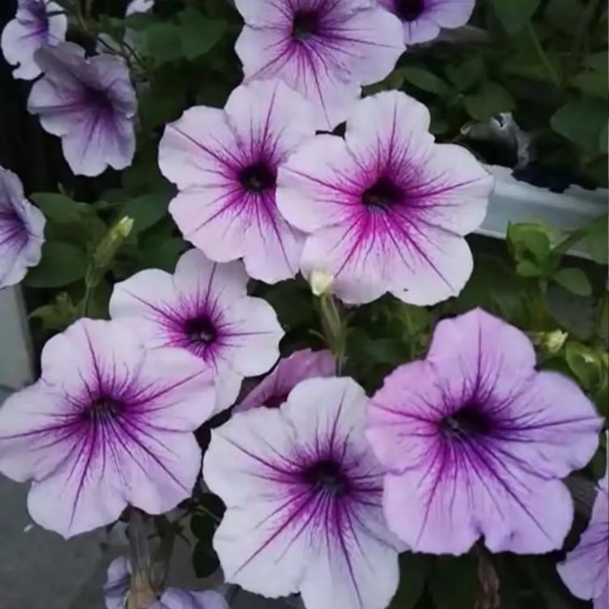 Petunia Seeds - Polar Violet