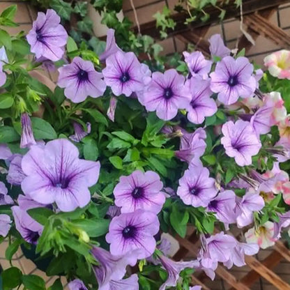 Petunia Seeds - Polar Violet