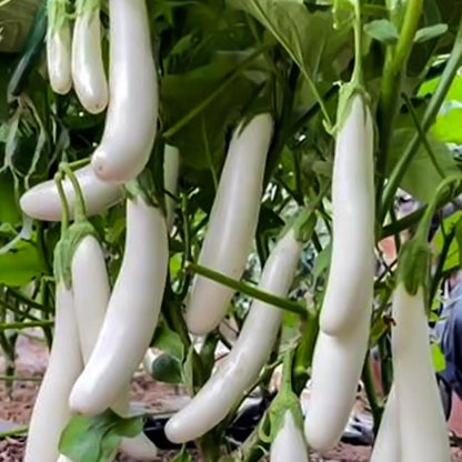 Icicle F1 Eggplant Seeds