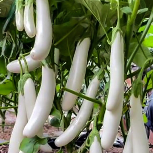 Icicle F1 Eggplant Seeds