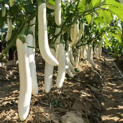 Icicle F1 Eggplant Seeds