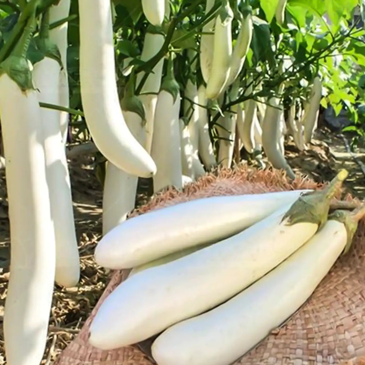 Icicle F1 Eggplant Seeds