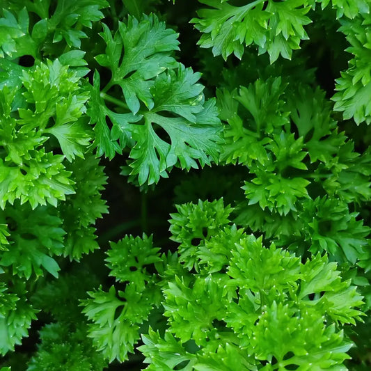 Italian Flat Leaf Organic Parsley Seeds