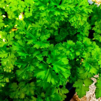 Italian Flat Leaf Organic Parsley Seeds