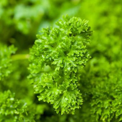 Italian Flat Leaf Organic Parsley Seeds