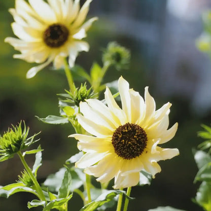 'Italian White' Sunflower Seeds