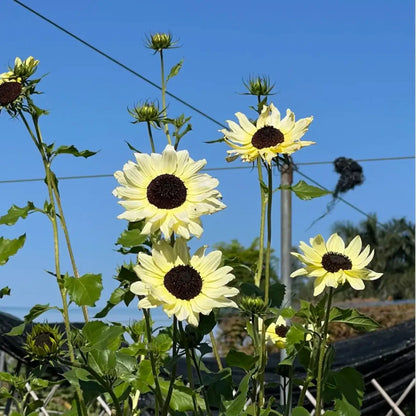 'Italian White' Sunflower Seeds