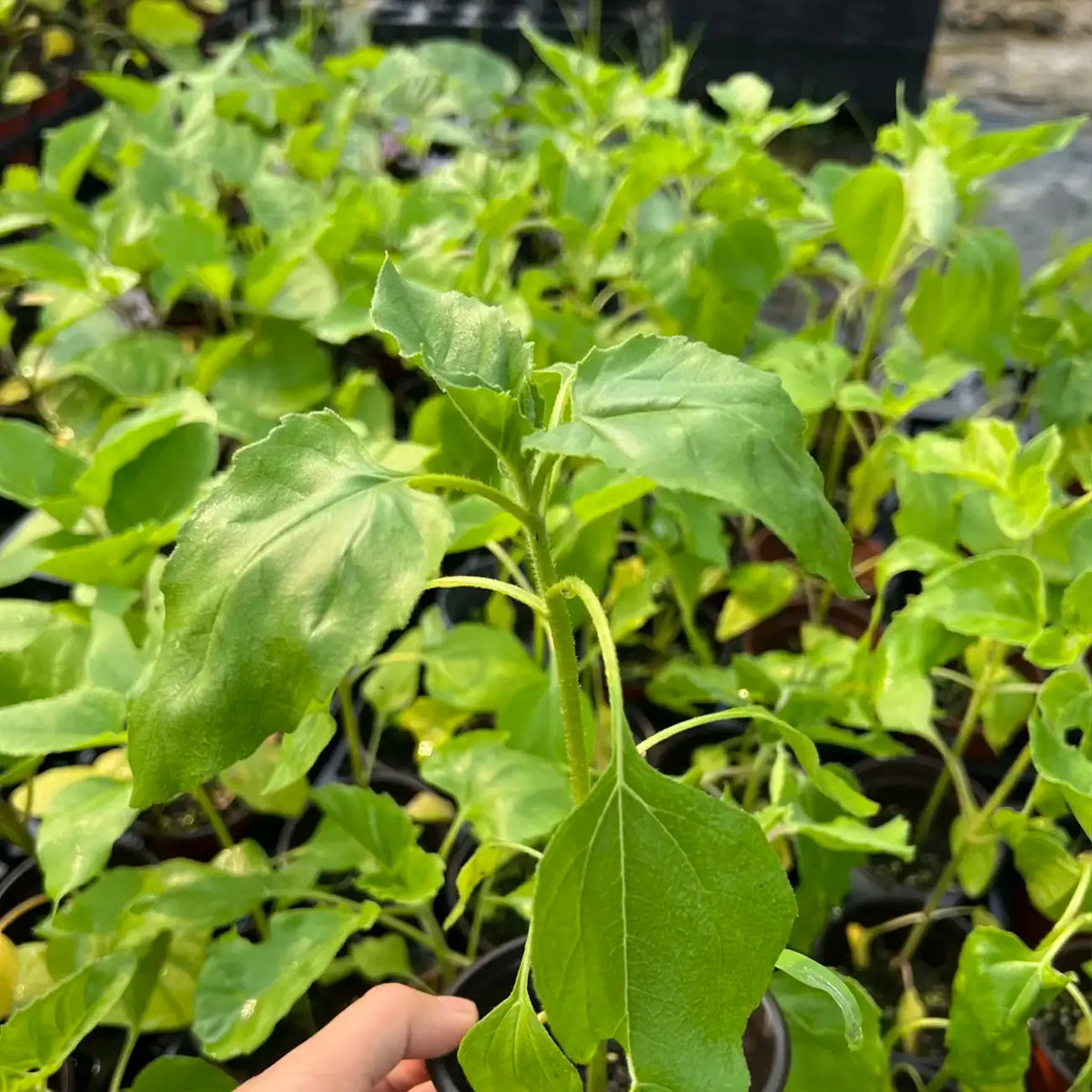 'Italian White' Sunflower Seeds