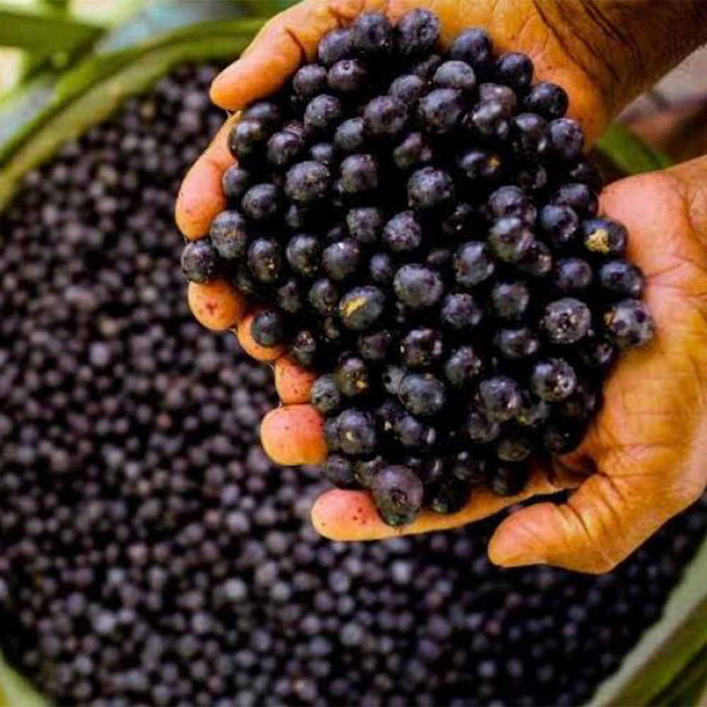 Jabuticaba Seeds