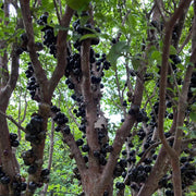 Jabuticaba Seeds