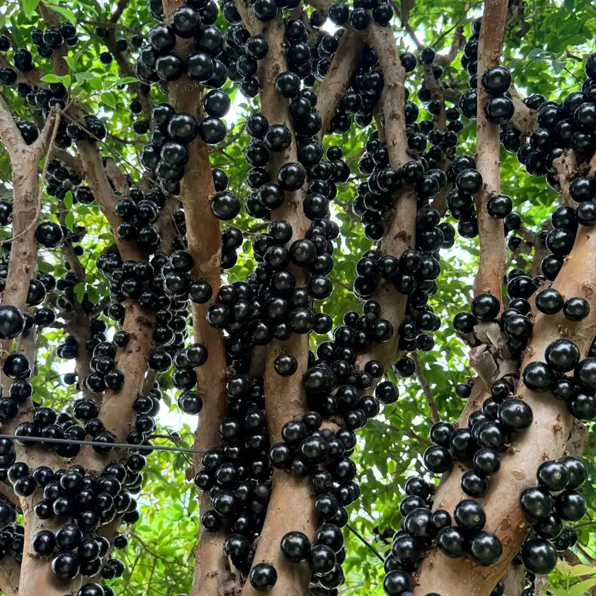 Jabuticaba Seeds