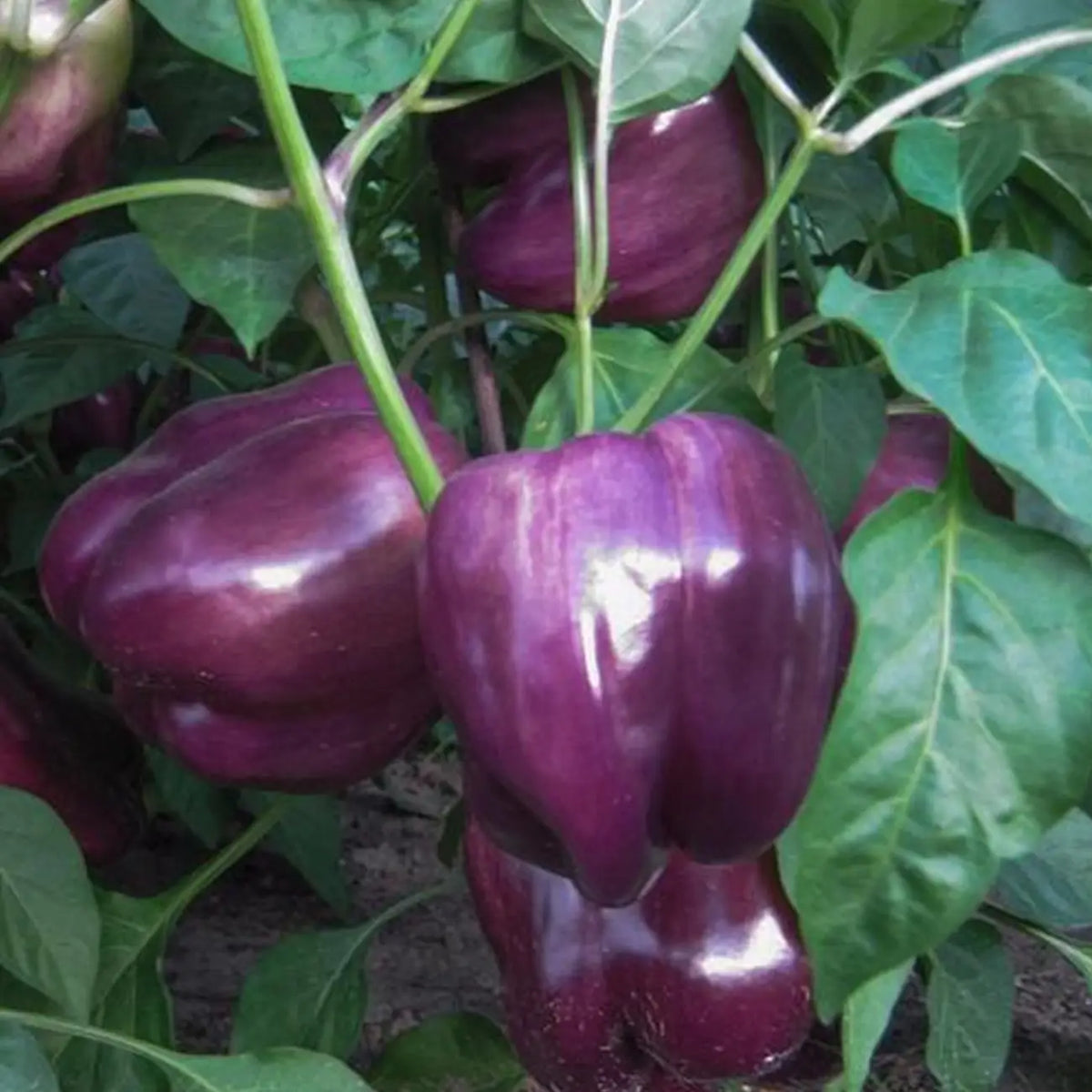 Jewel-Toned Bell Peppers Seeds-Purple