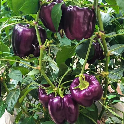 Jewel-Toned Bell Peppers Seeds-Purple