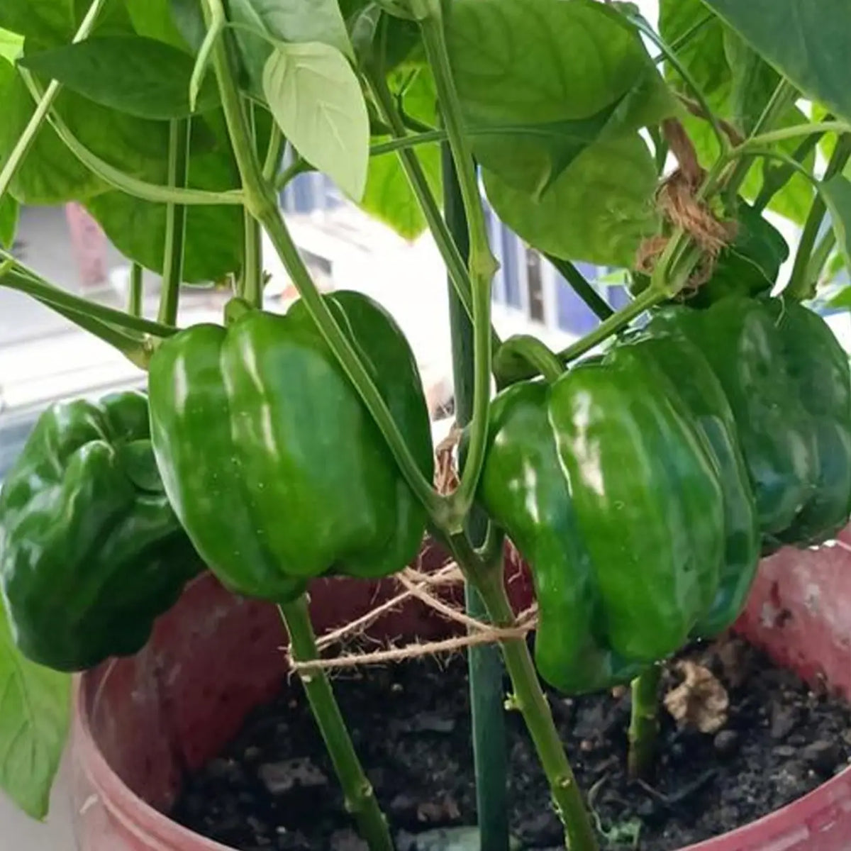 Jewel-Toned Bell Peppers Seeds-Green