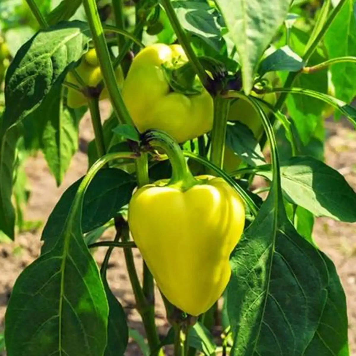 Jewel-Toned Bell Peppers Seeds-Yellow