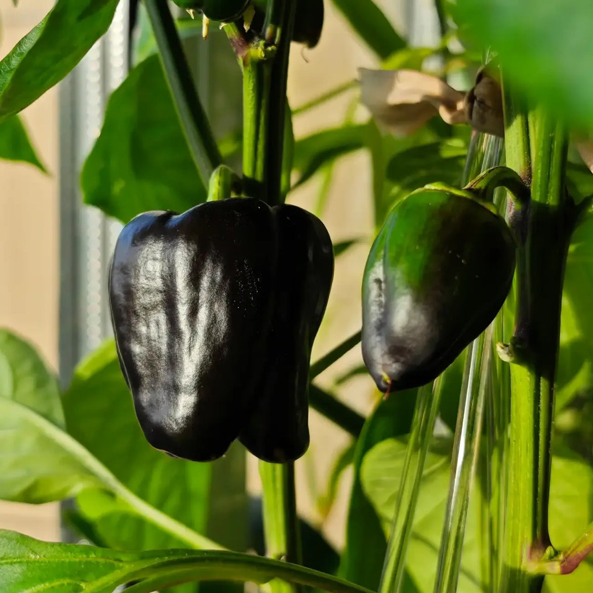 Jewel-Toned Bell Peppers Seeds-Black
