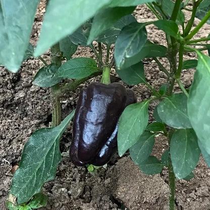 Jewel-Toned Bell Peppers Seeds-Black