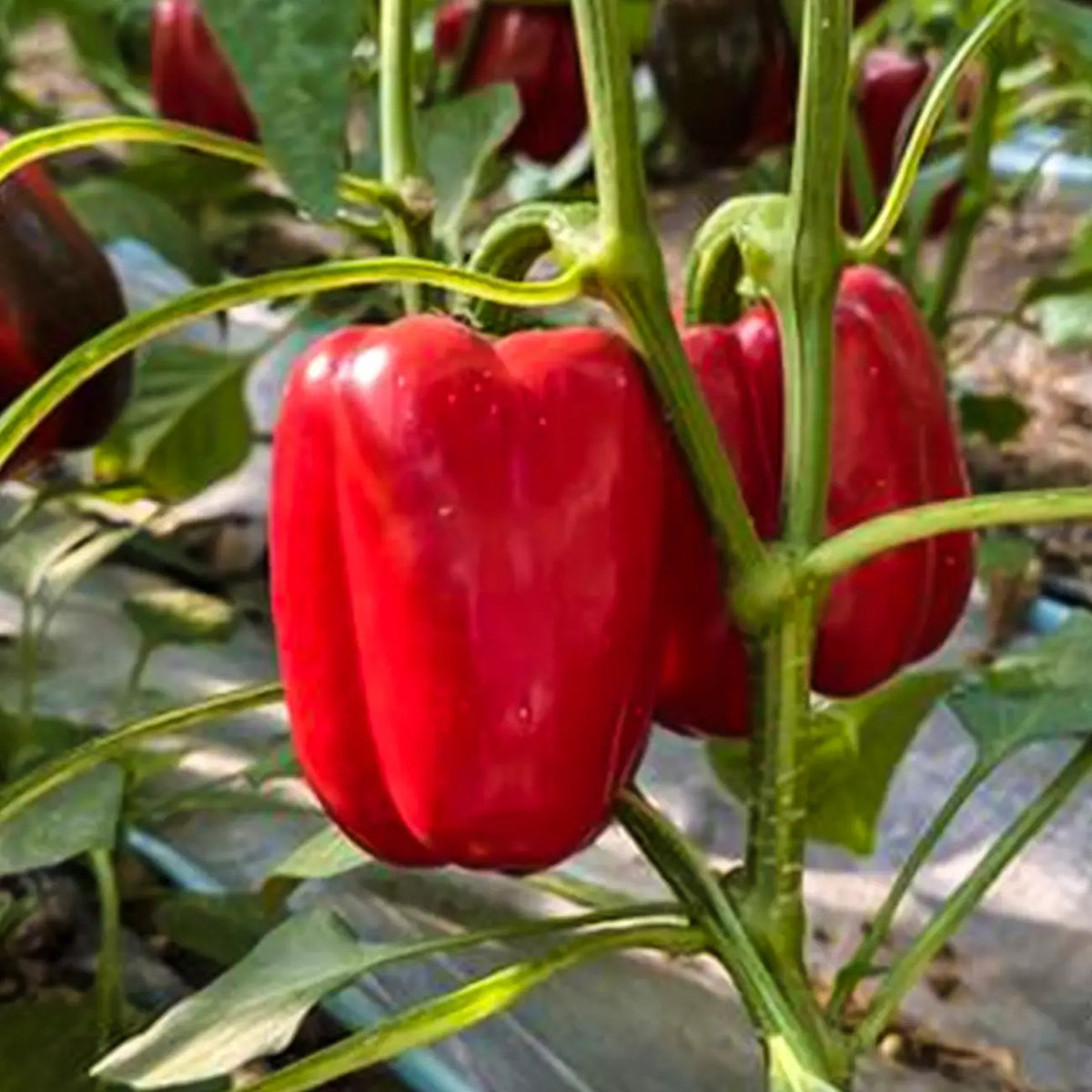 Jewel-Toned Bell Peppers Seeds-Red