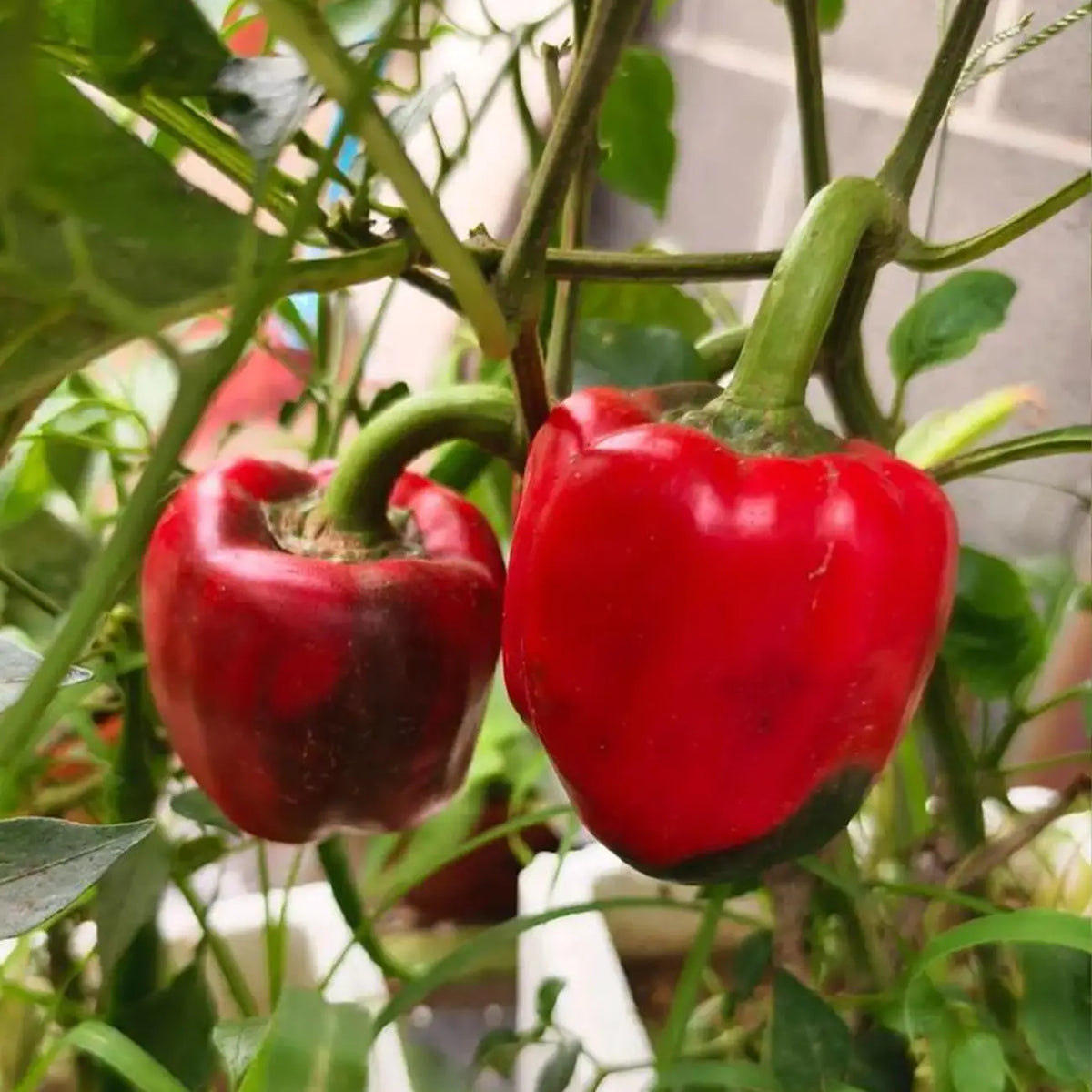 Jewel-Toned Bell Peppers Seeds-Red