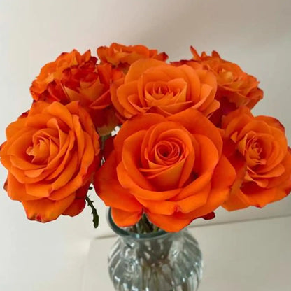 King Rose Seeds