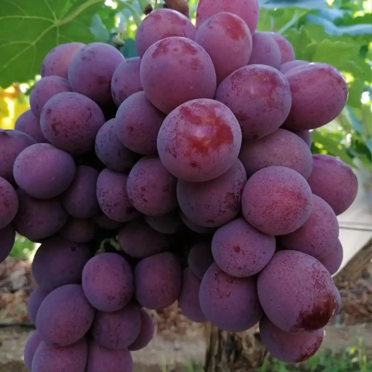 Kyoho Grape Seeds