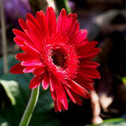 Large-Flower Marigolds Seeds