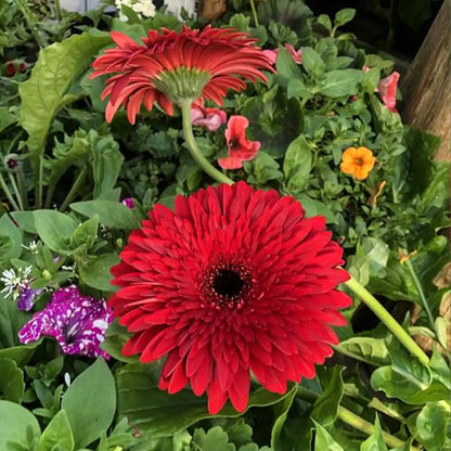 Large-Flower Marigolds Seeds