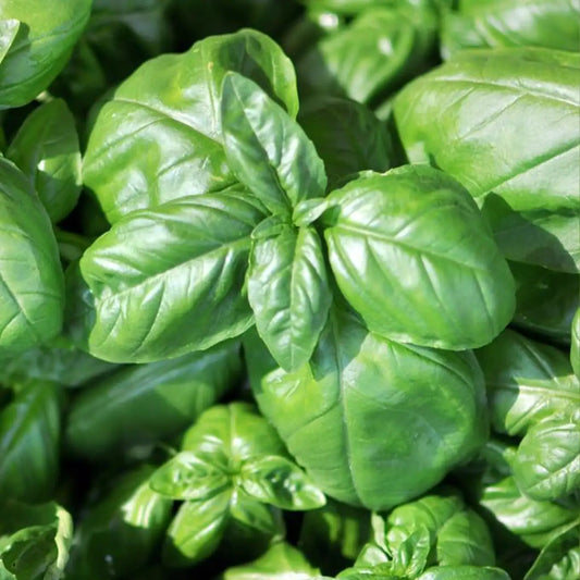 Large Leaf Italian Basil Seeds