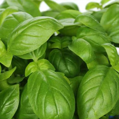 Large Leaf Italian Basil Seeds