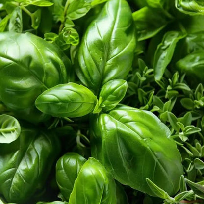 Large Leaf Italian Basil Seeds
