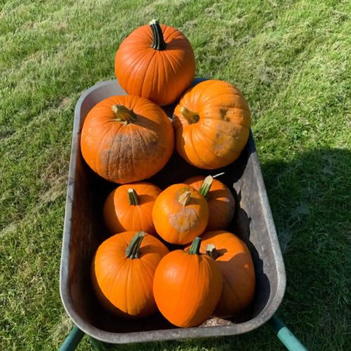 Large Marge Hybrid Pumpkin Seeds