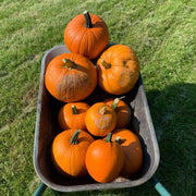 Large Marge Hybrid Pumpkin Seeds