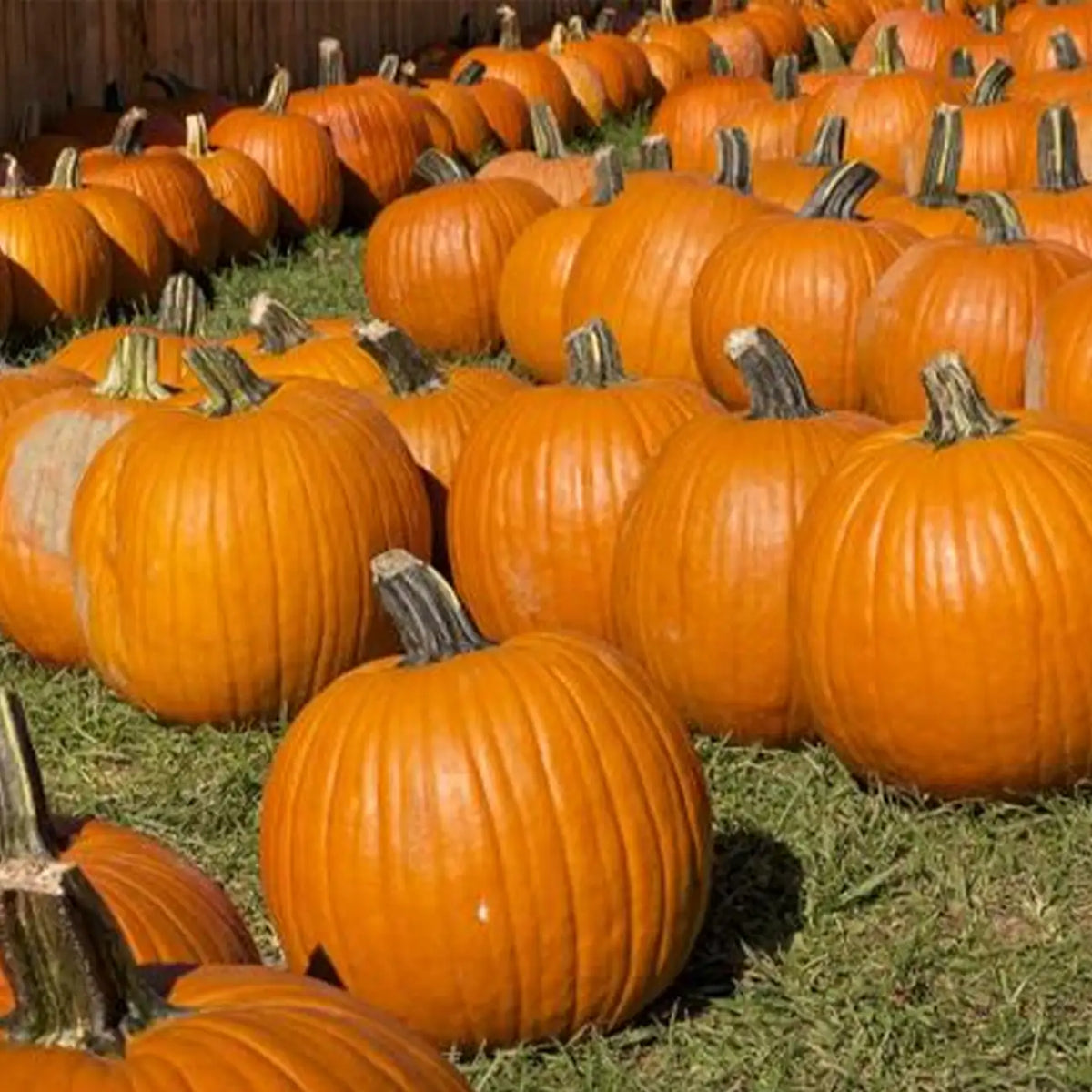 Large Marge Hybrid Pumpkin Seeds