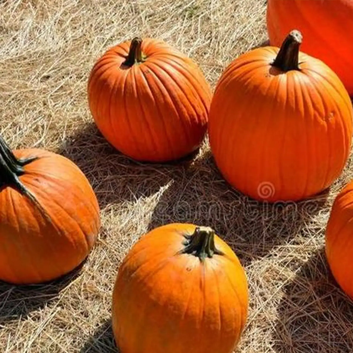 Large Marge Hybrid Pumpkin Seeds