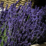 Lavender, Grosso