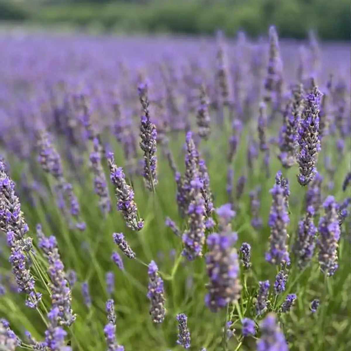 Lavender, Grosso