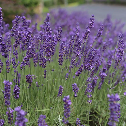 Lavender, Grosso