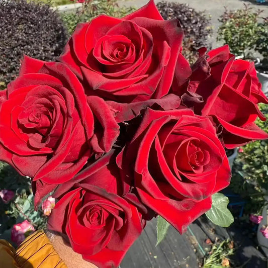Legend Rose Seeds