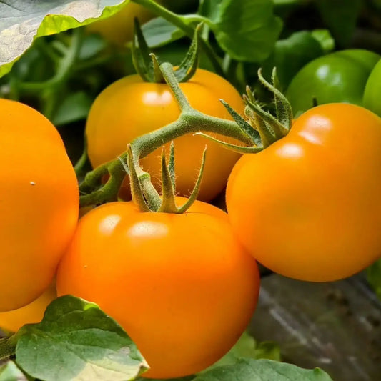 Lemon Boy Plus Hybrid Tomato Seeds