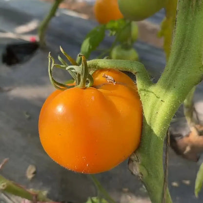 Lemon Boy Plus Hybrid Tomato Seeds