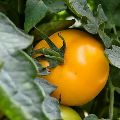 Lemon Boy Plus Hybrid Tomato Seeds