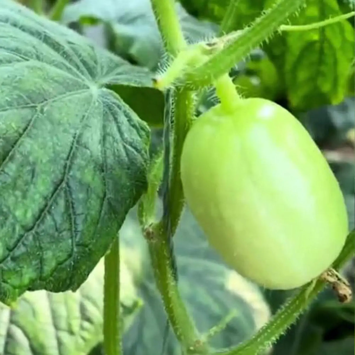 Lemon Cucumbers Seeds