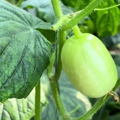 Lemon Cucumbers Seeds