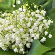 Lily of the Valley Seeds